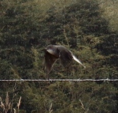 Pyrope pyrope fortis