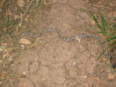 Pantherophis obsoletus