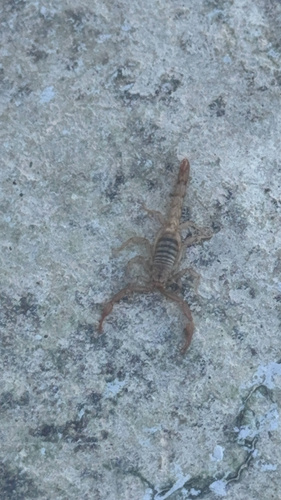 iNaturalist observation photo of Sawfinger Scorpion