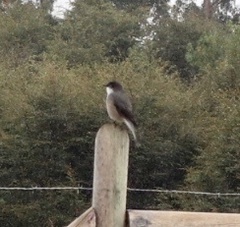 Pyrope pyrope fortis