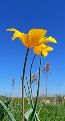 Tulipa kolpakowskiana, photograph (c) kirinzi, some rights reserved (CC BY)
