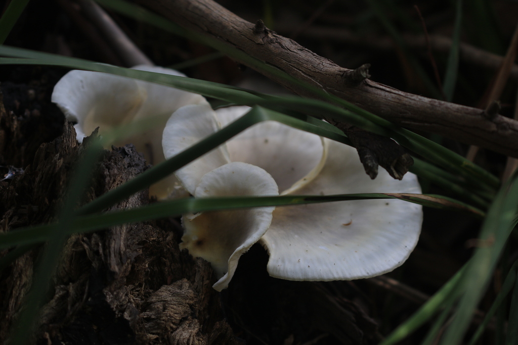 Omphalotus nidiformis · April 2026 · photo: © sofiazed1 (iNaturalist, cc-by)
