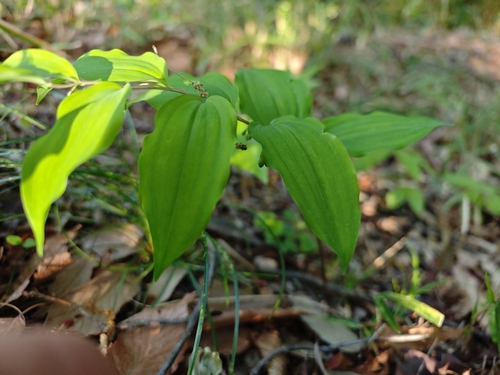 Polygonatum lasianthum, photograph 1