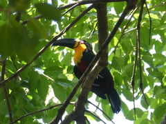 Ramphastos vitellinus ariel