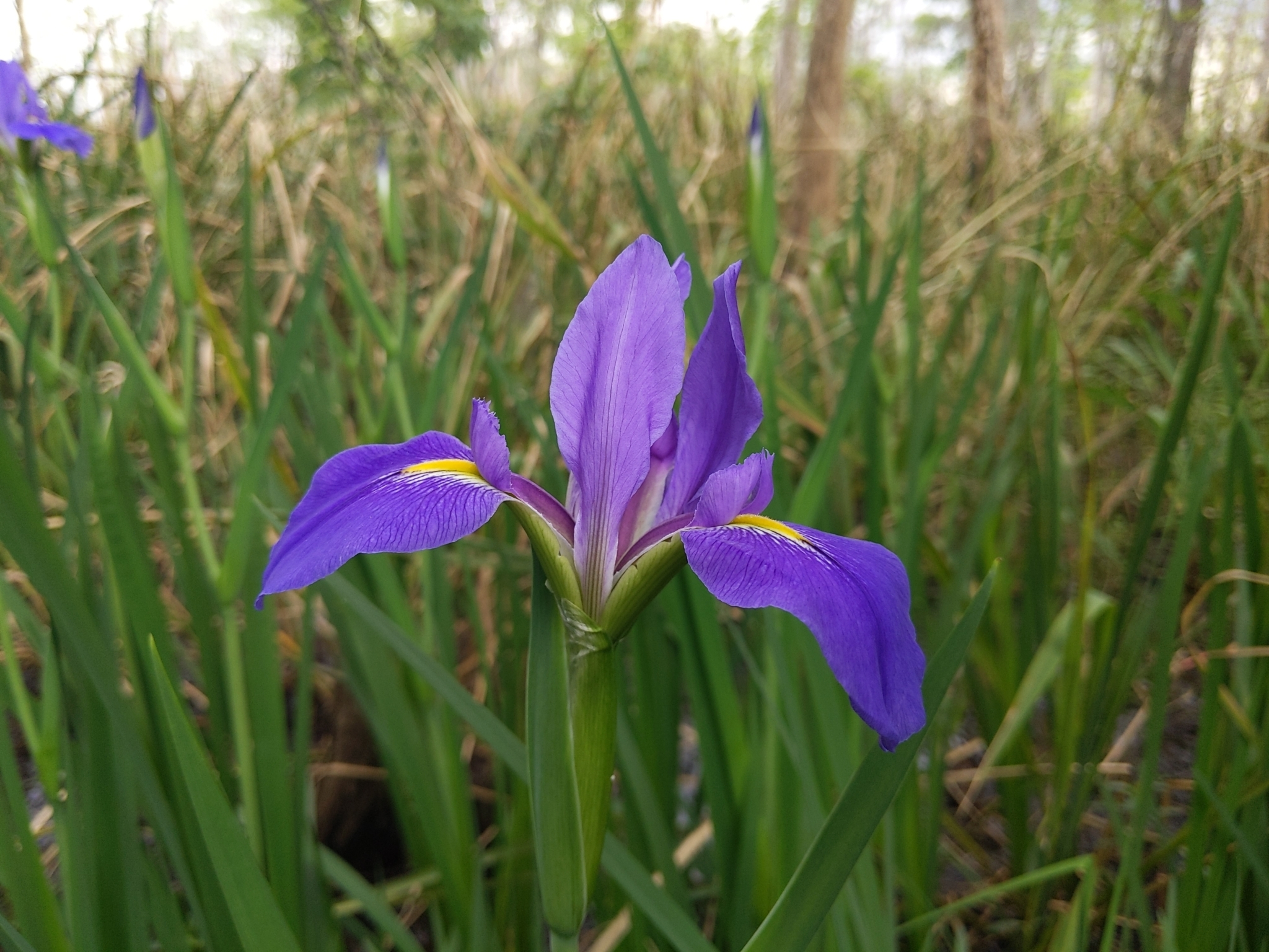 Giant Blue Flag (Iris giganticaerulea)
