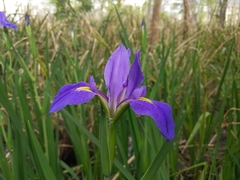 Iris giganticaerulea