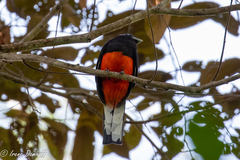 Trogon bairdii
