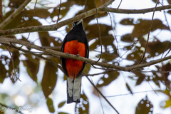 Trogon bairdii
