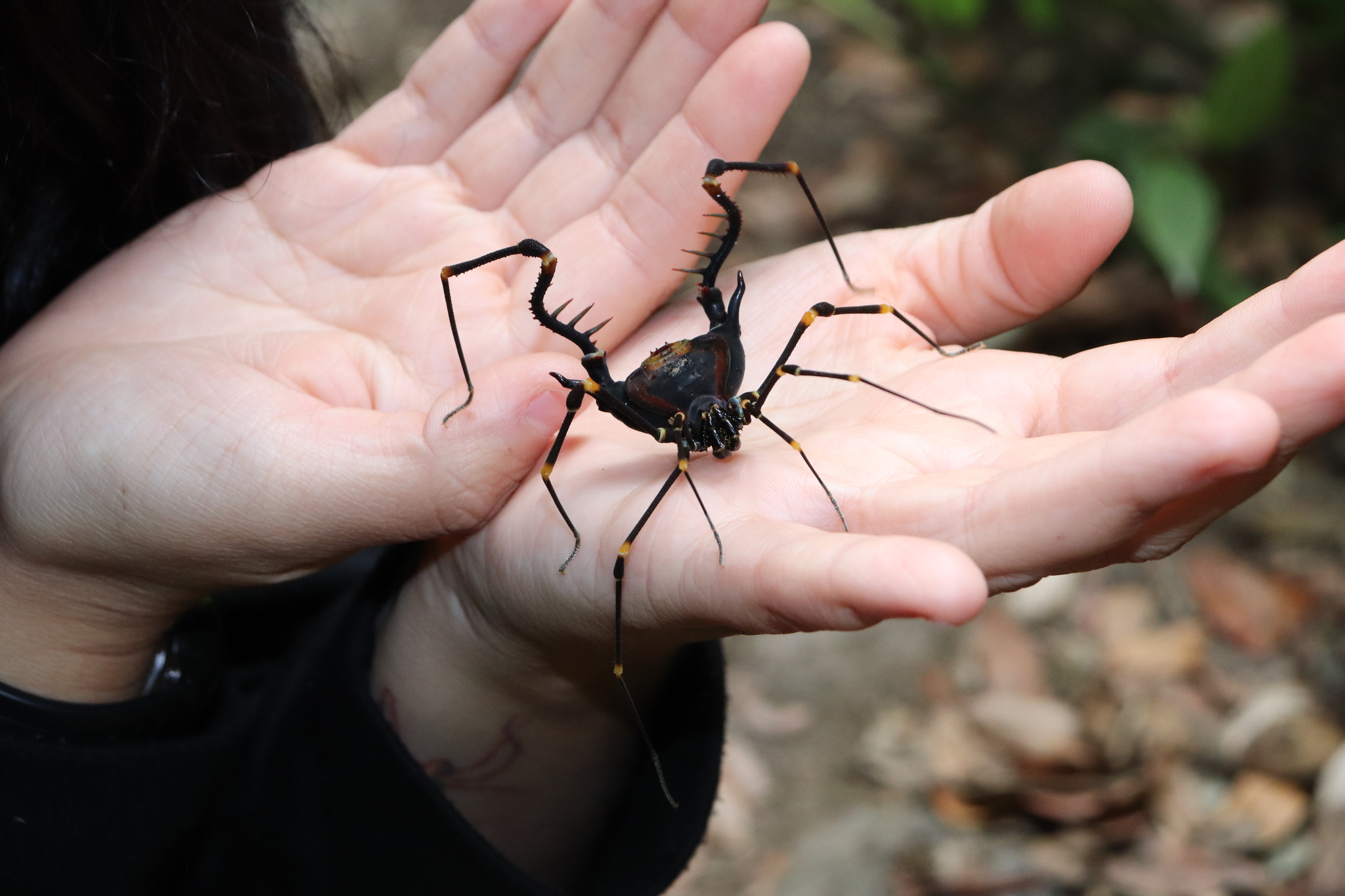 Superfamily Gonyleptoidea · iNaturalist