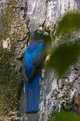 Trogon bairdii