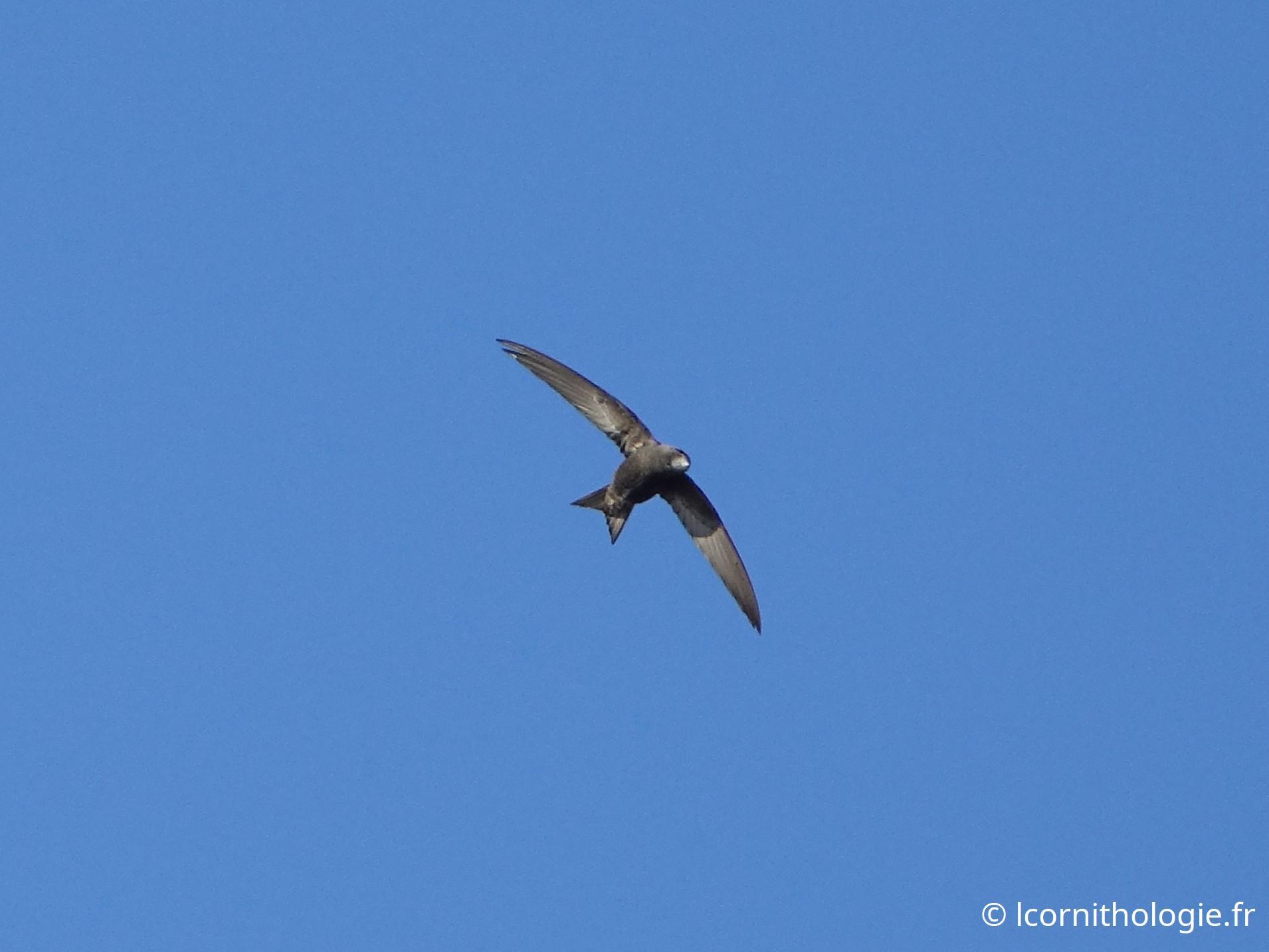 Apus apus (Linnaeus, 1758)