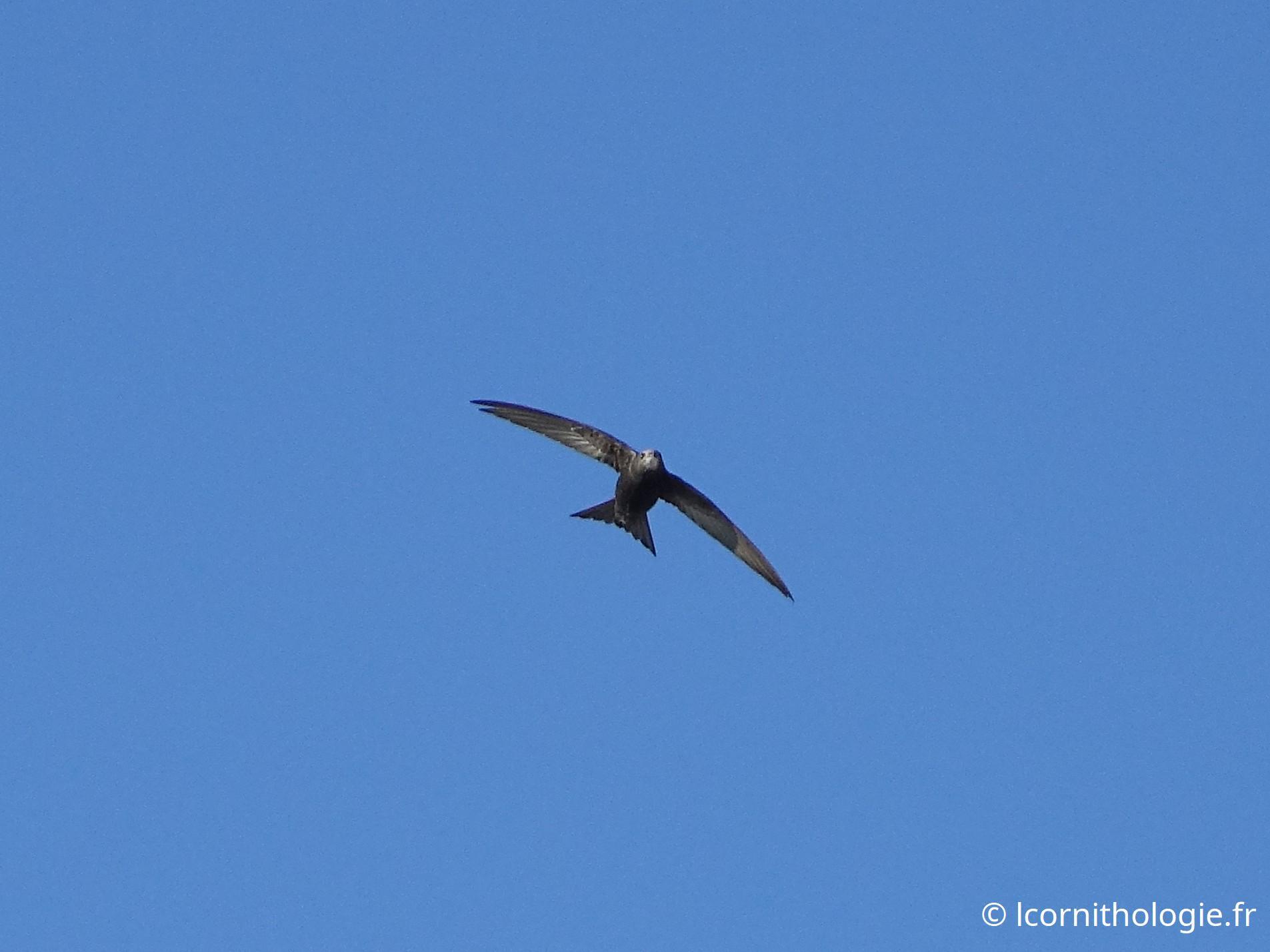 Apus apus (Linnaeus, 1758)