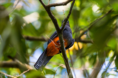 Trogon bairdii