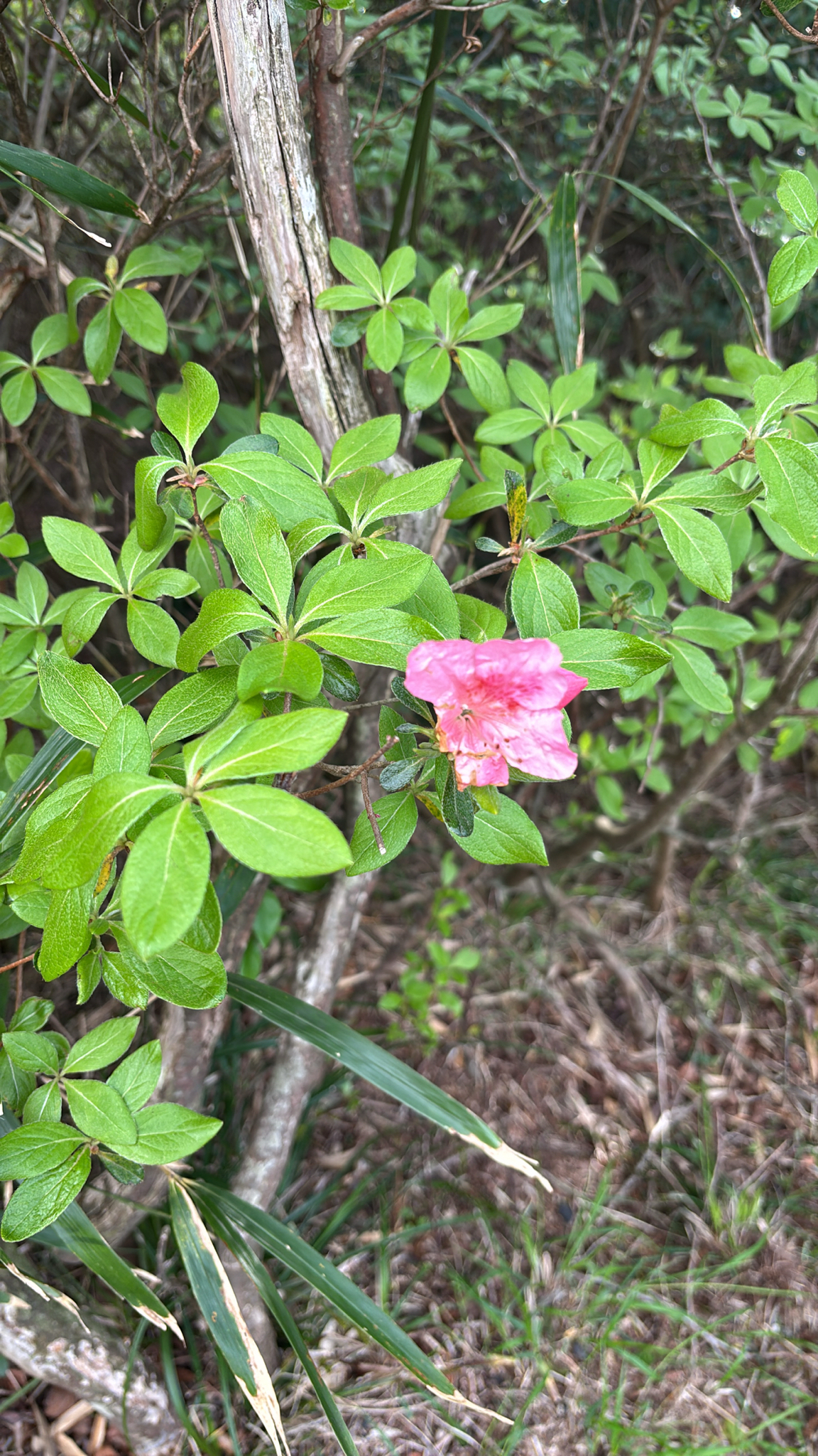 Azalea