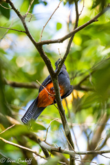 Trogon bairdii