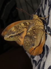 Opsiphanes boisduvallii