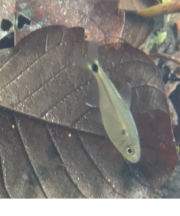 Iguape tetra (Deuterodon iguape) — Characidae