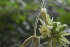Prestonia mexicana