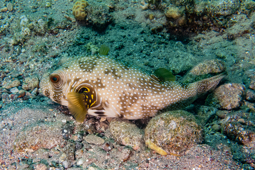 Arothron hispidus