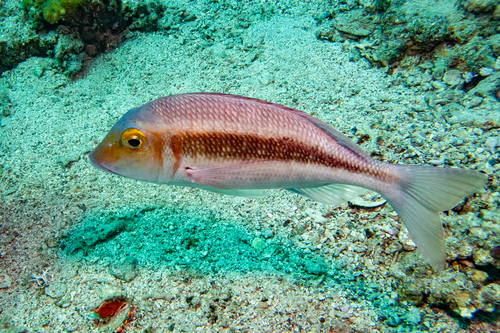 Lethrinus borbonicus observed 2026-04-11