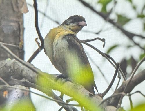 Greater Honeyguide