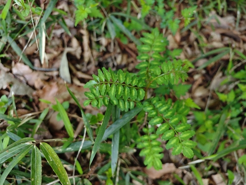 Japanese Pepper (Zanthoxylum piperitum)