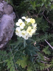 Erysimum concinnum