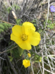 Mentzelia jonesii