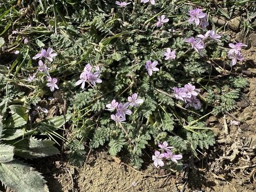 Erodium maculatum