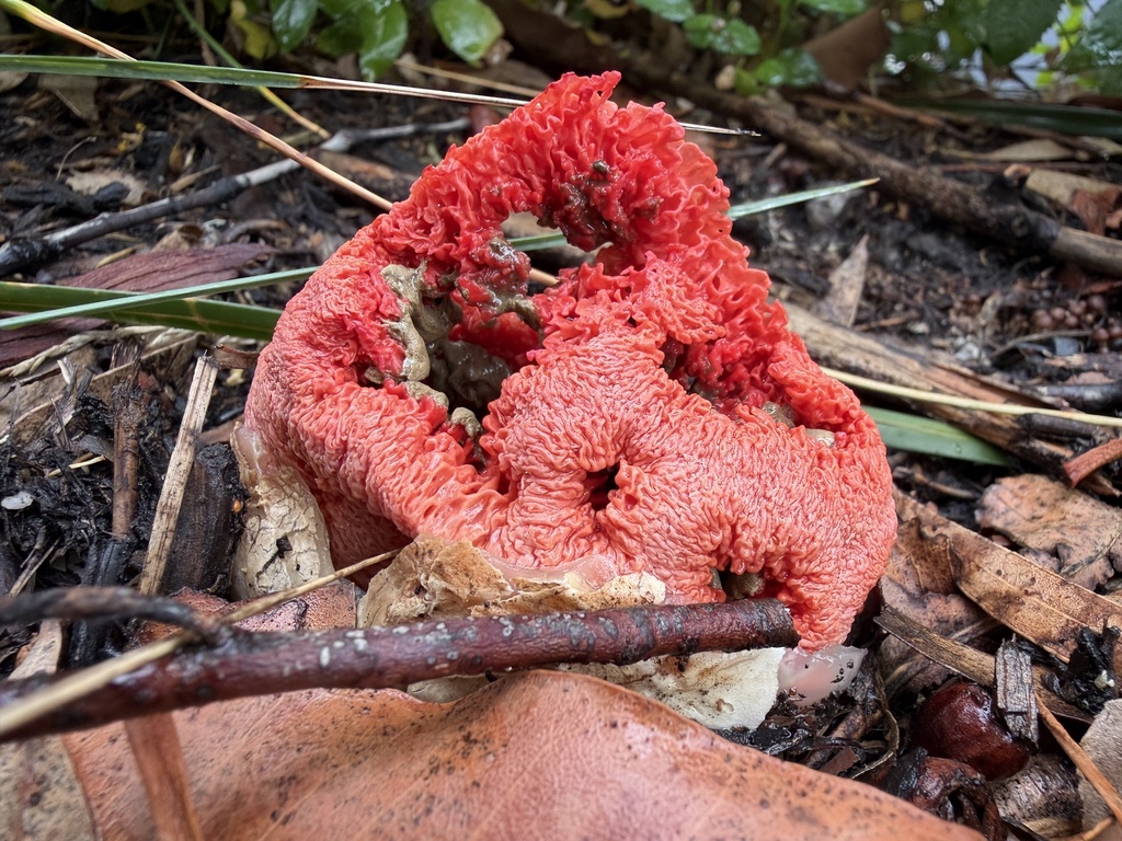 Clathrus ruber · April 2026 · photo: © emmacutting (iNaturalist, cc-by)
