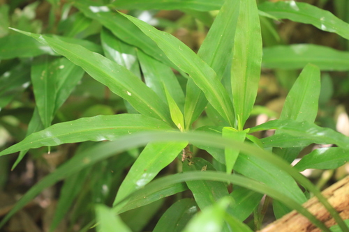 Pollia crispata, photograph 3