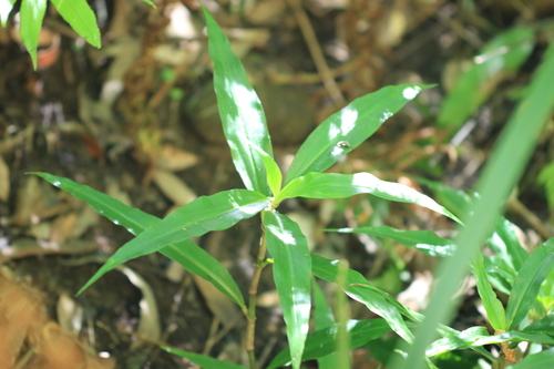 Pollia crispata, photograph 4