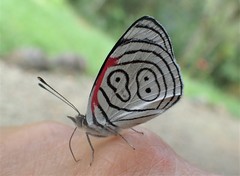 Diaethria euclides phlogea