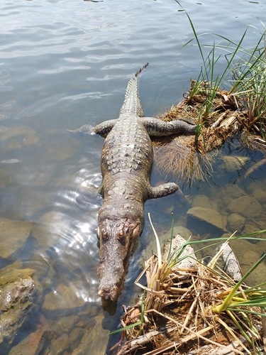 West African Crocodile