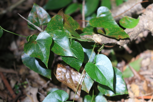 pearl vine (Sarcopetalum harveyanum)