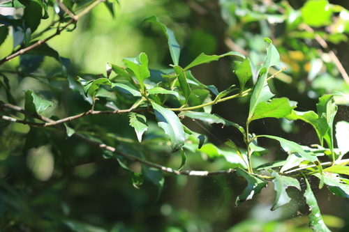 Sassafras (Doryphora sassafras)