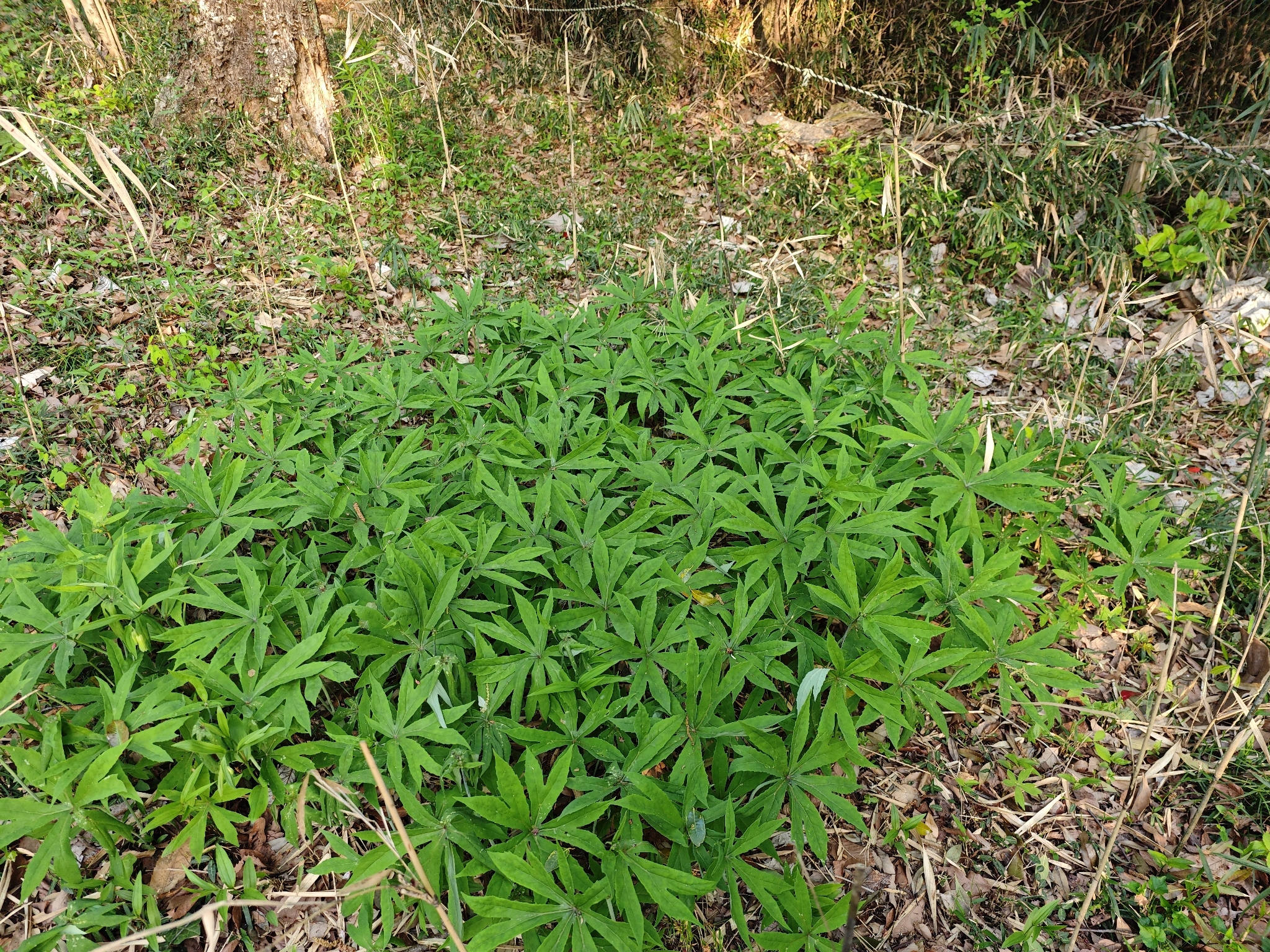 Shredded Umbrella Plant (Syneilesis palmata)