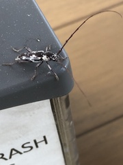 Elaphidion irroratum