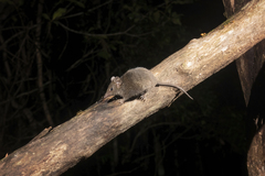 Antechinus stuartii
