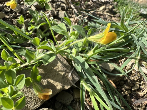 Lotus edulis, photograph 1
