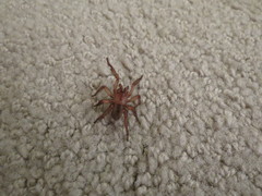 Myrmekiaphila comstocki