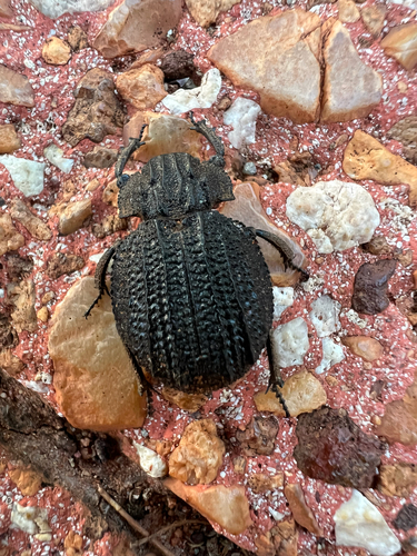 Omorgus rotundulus