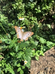 Anartia jatrophae