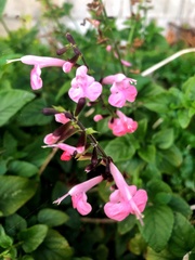 Salvia