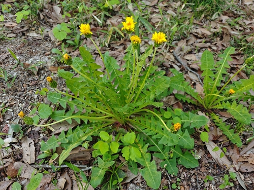 Japanese Dandelion (Taraxacum platycarpum)