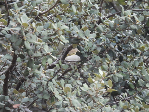 Western Bonelli's Warbler (Phylloscopus bonelli), photo 4
