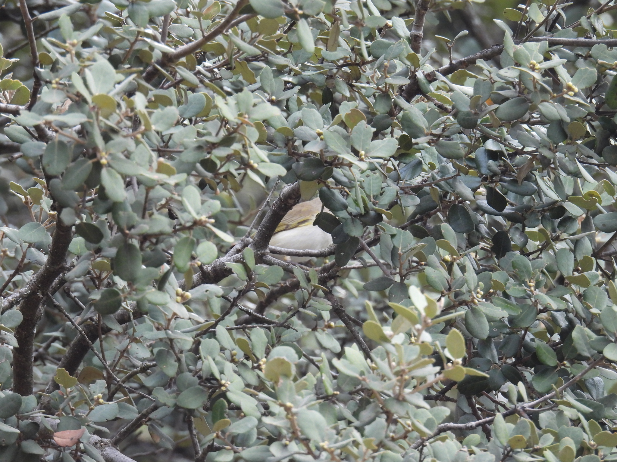 Western Bonelli's Warbler (Phylloscopus bonelli), photo 5