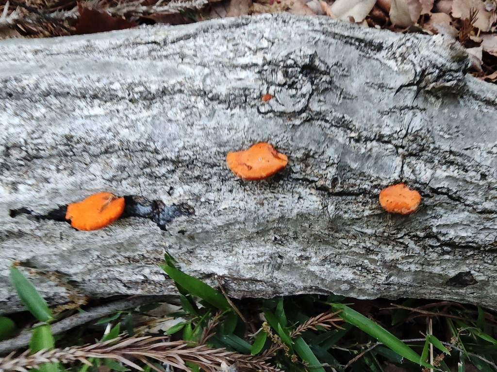 Trametes coccinea · April 2026 · photo: © tbc_watanabe (iNaturalist, cc-by-sa)