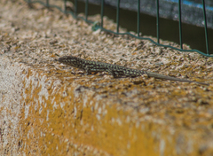 Podarcis muralis maculiventris