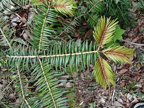 Momi fir (Abies firma)